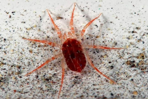 Веб-галочка - нешкідливий вигляд, шкідливий характер Веб-галочка - нешкідливий вигляд, шкідливий характер